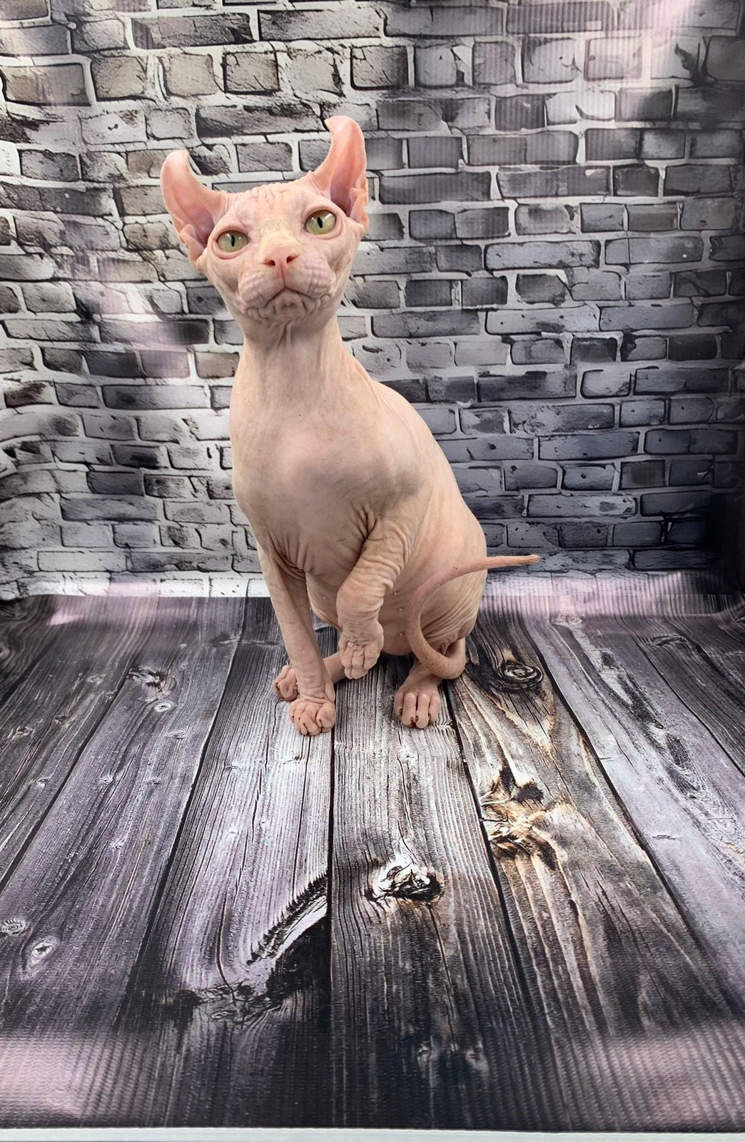 Elf Kitten Name "Ef-010"