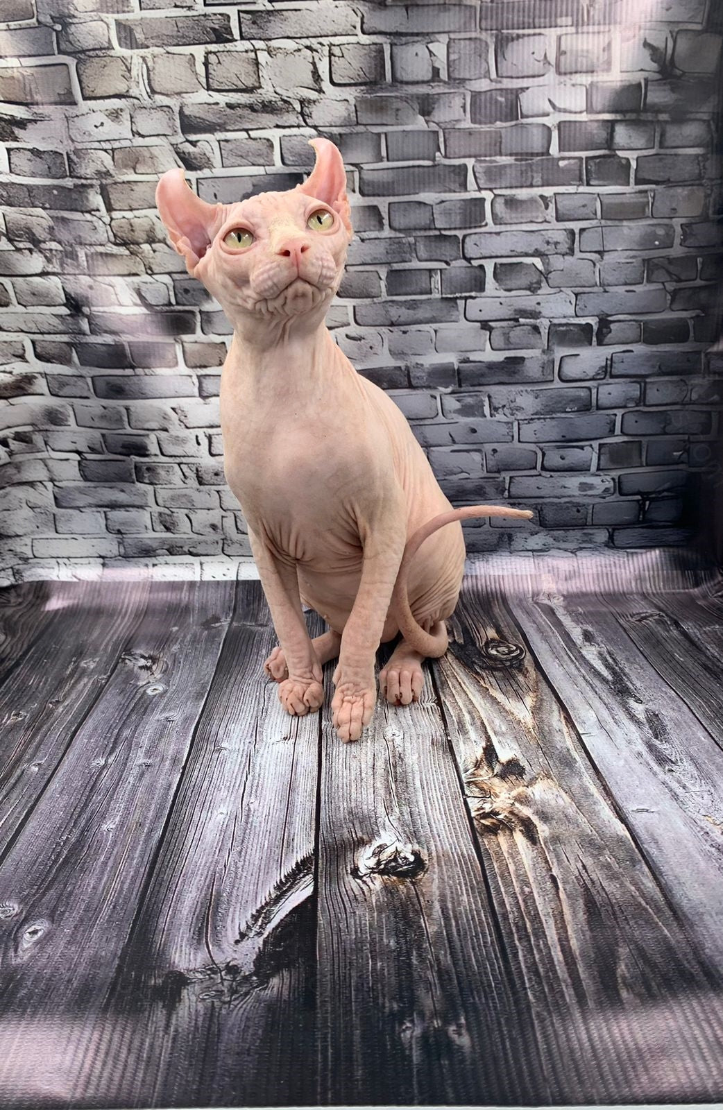 Elf Kitten Name "Ef-010"