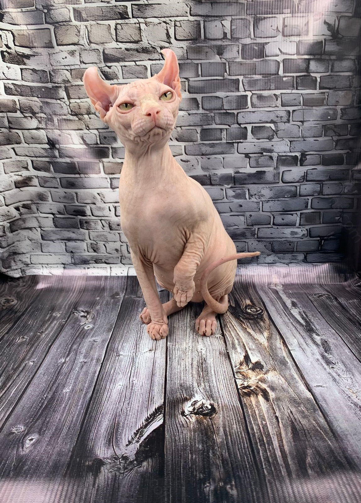 Elf Kitten Name "Ef-010"