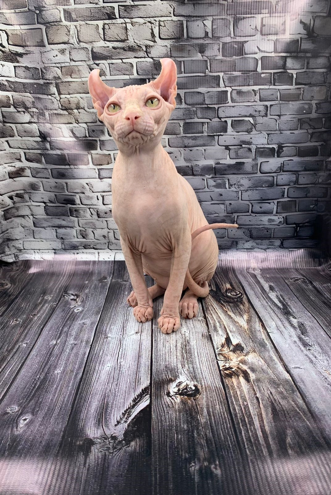Elf Kitten Name "Ef-010"