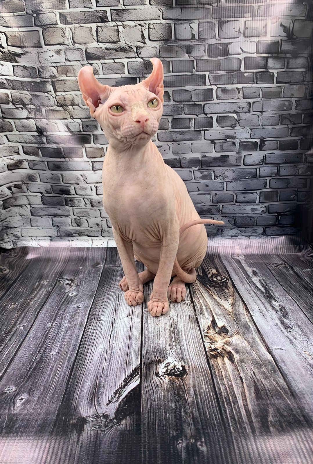 Elf Kitten Name "Ef-010"