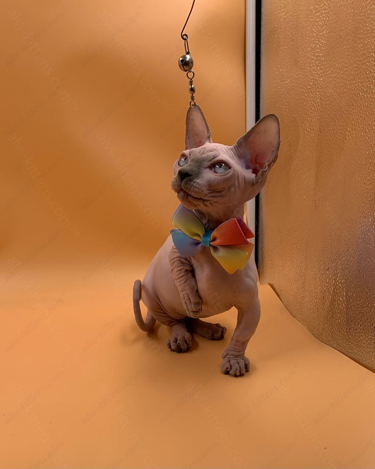 Bambino Kitten Name "Bf-009" (very small)