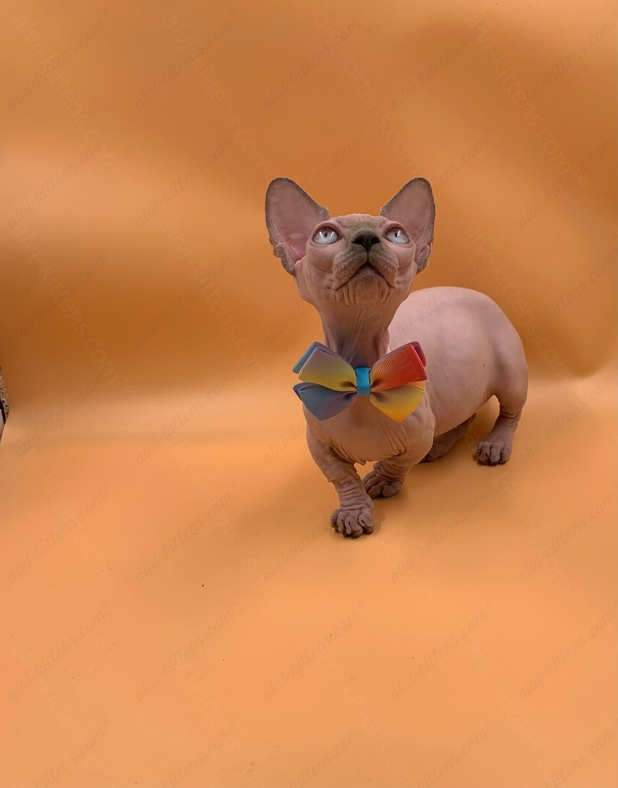 Bambino Kitten Name "Bf-009" (very small)