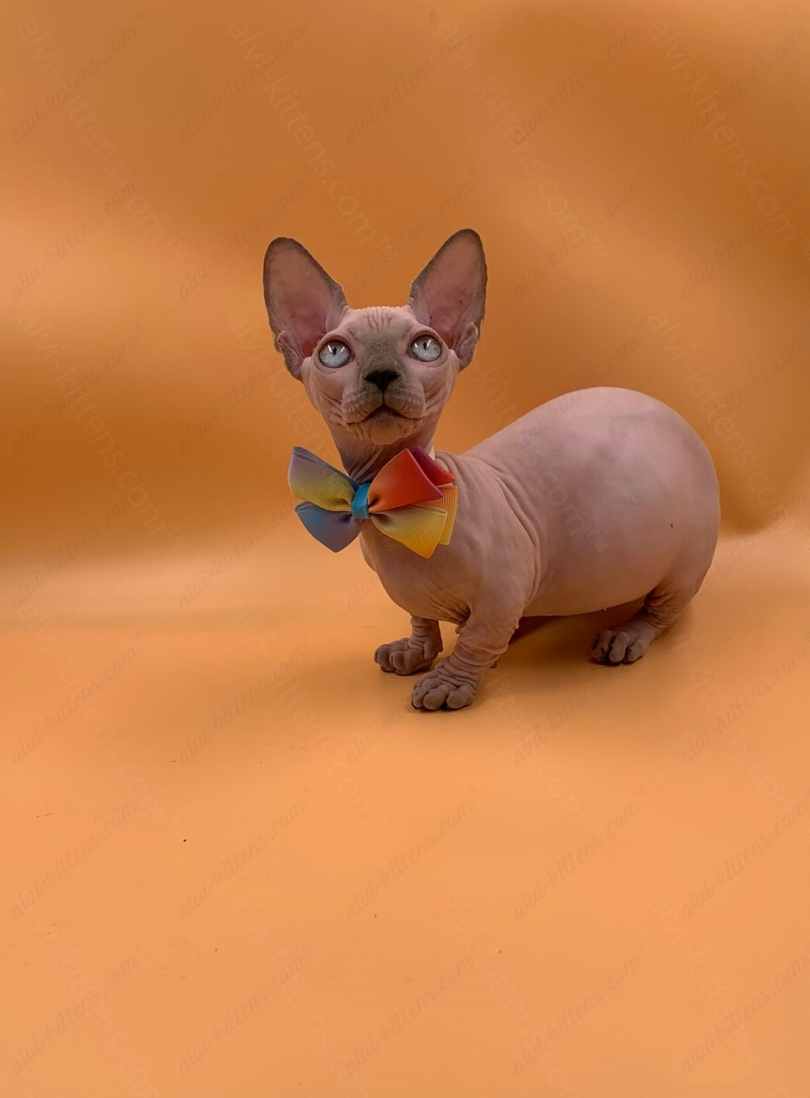 Bambino Kitten Name "Bf-009" (very small)
