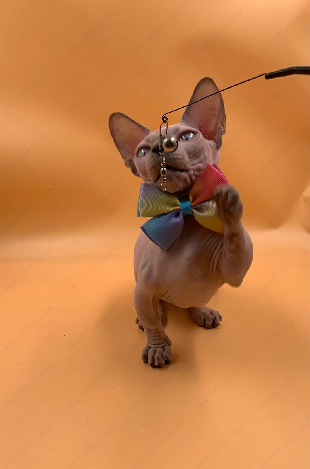 Bambino Kitten Name "Bf-009" (very small)