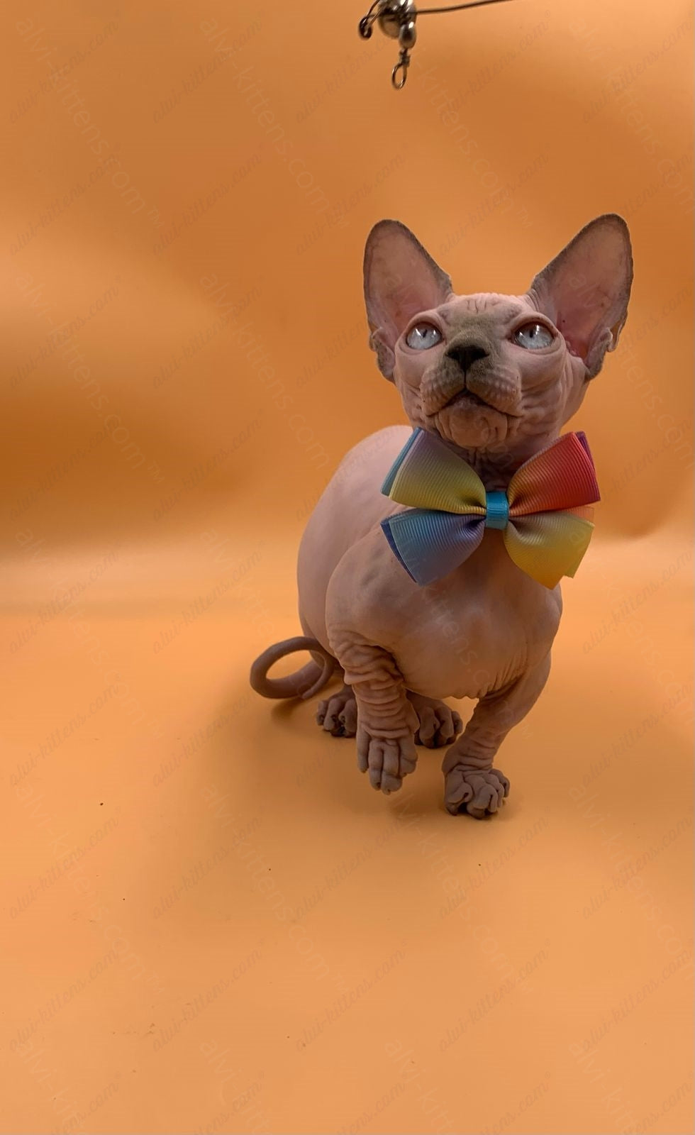 Bambino Kitten Name "Bf-009" (very small)