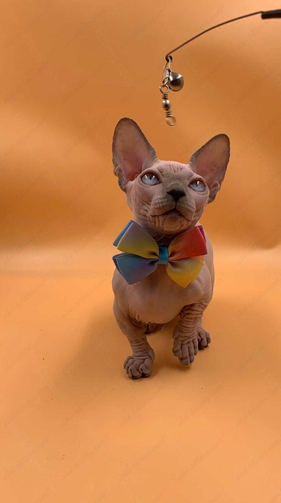Bambino Kitten Name "Bf-009" (very small)