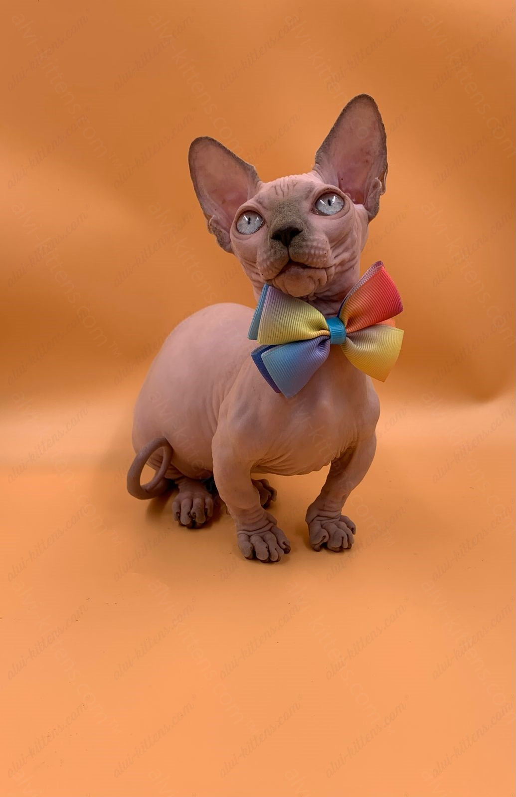 Bambino Kitten Name "Bf-009" (very small)