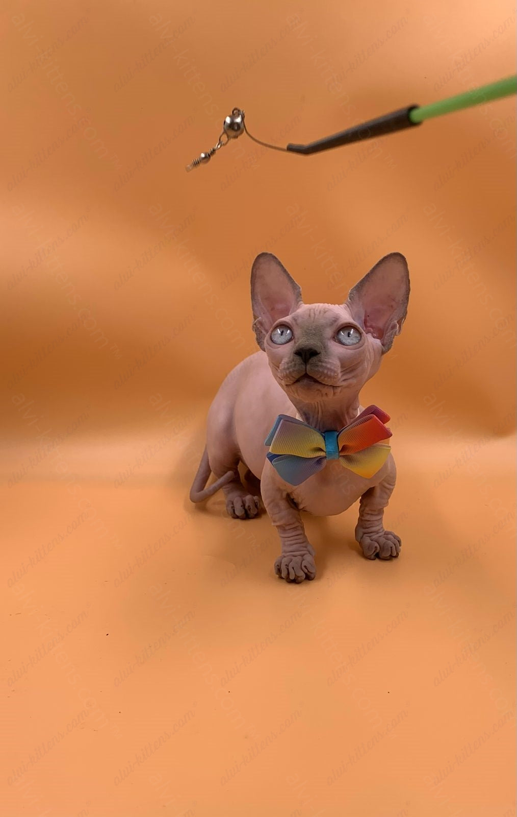 Bambino Kitten Name "Bf-009" (very small)