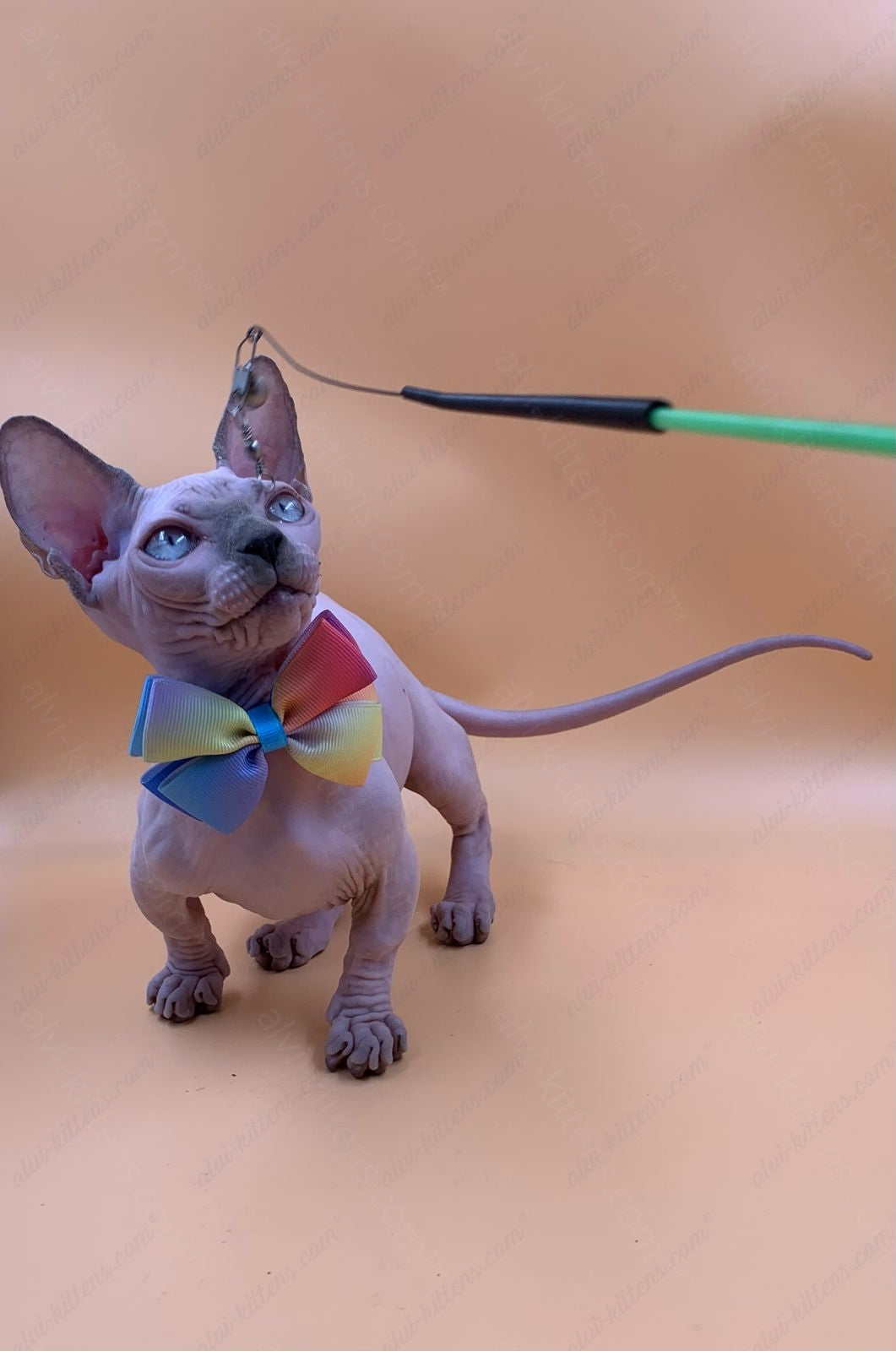 Bambino Kitten Name "Bf-009" (very small)