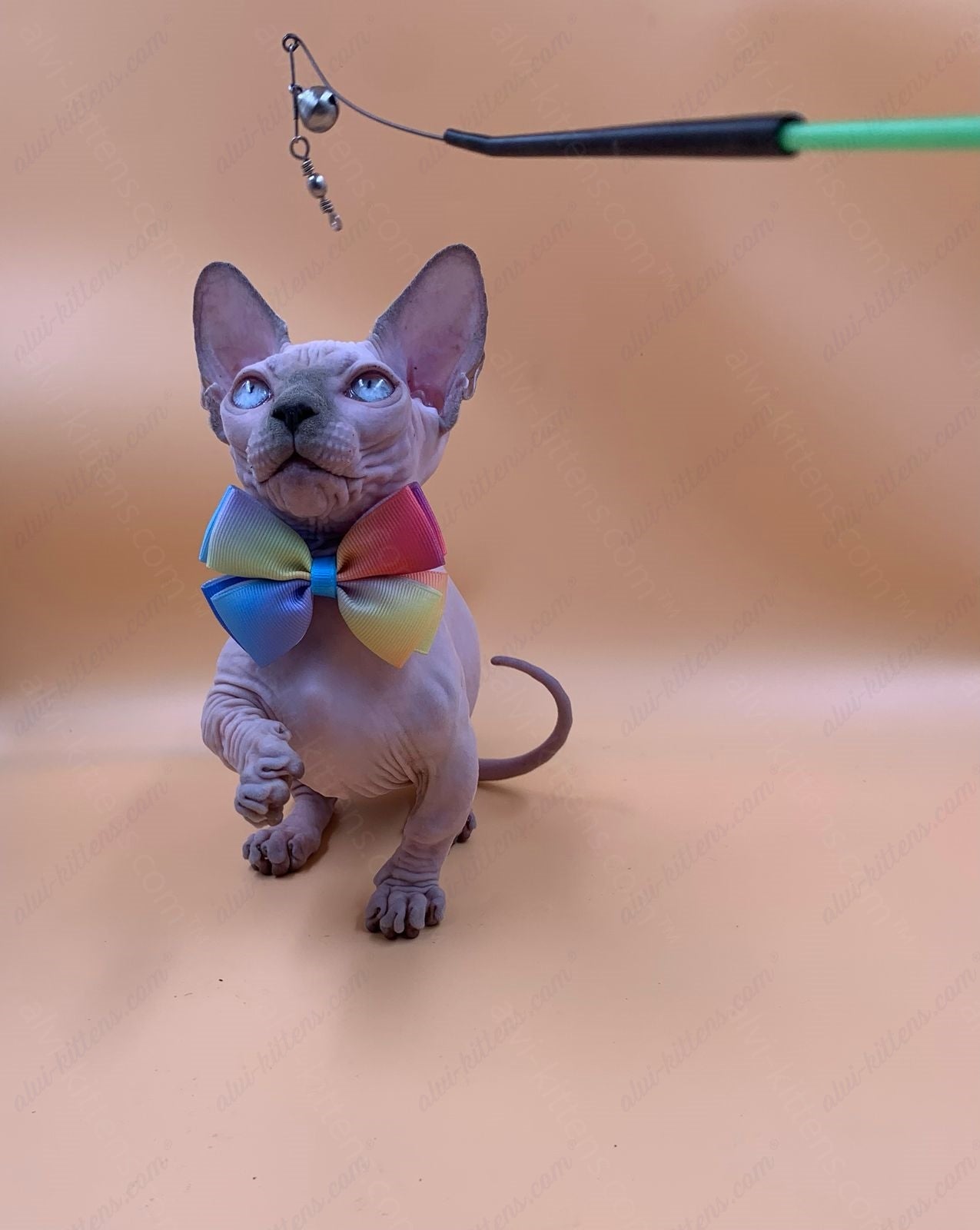 Bambino Kitten Name "Bf-009" (very small)