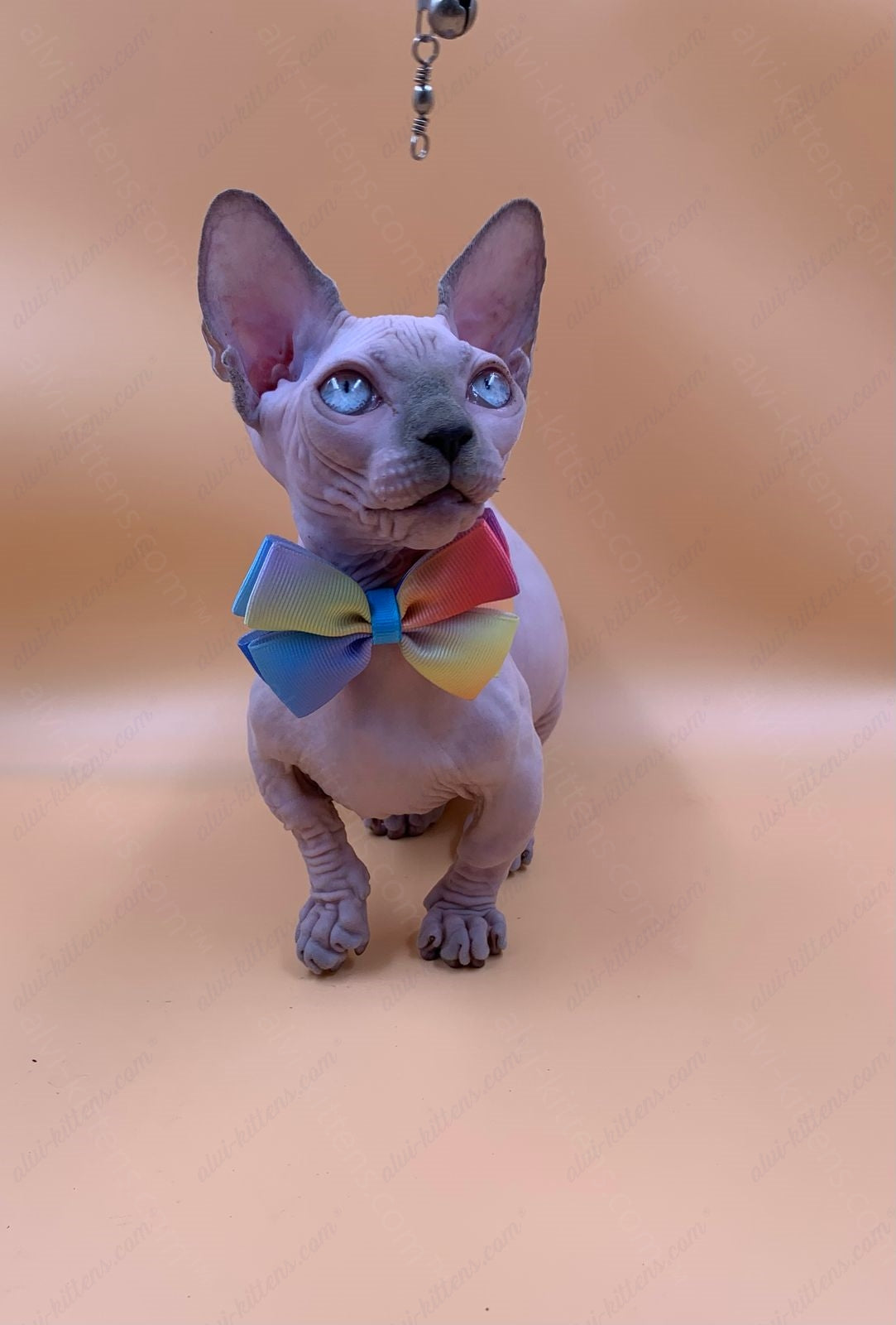 Bambino Kitten Name "Bf-009" (very small)
