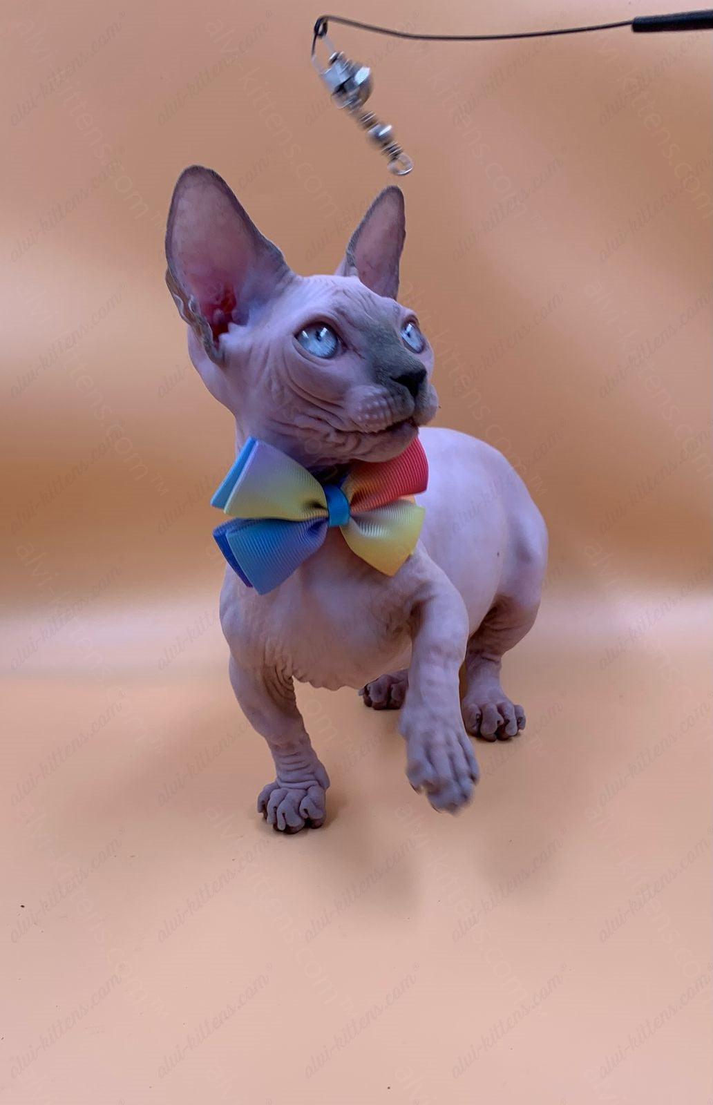 Bambino Kitten Name "Bf-009" (very small)