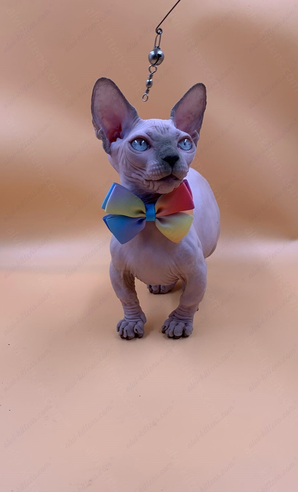 Bambino Kitten Name "Bf-009" (very small)
