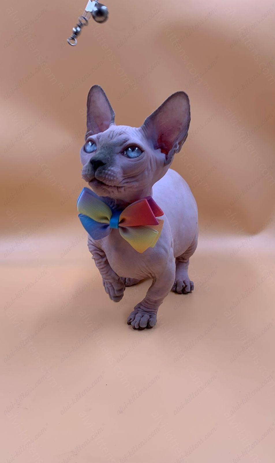 Bambino Kitten Name "Bf-009" (very small)