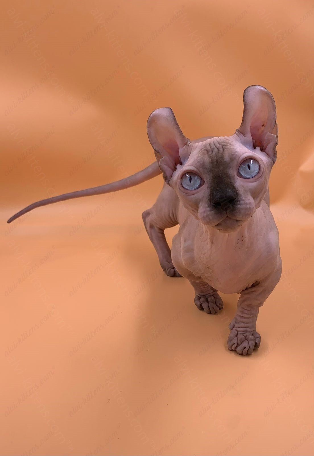 Dwelf Kitten Name "Dm-004"