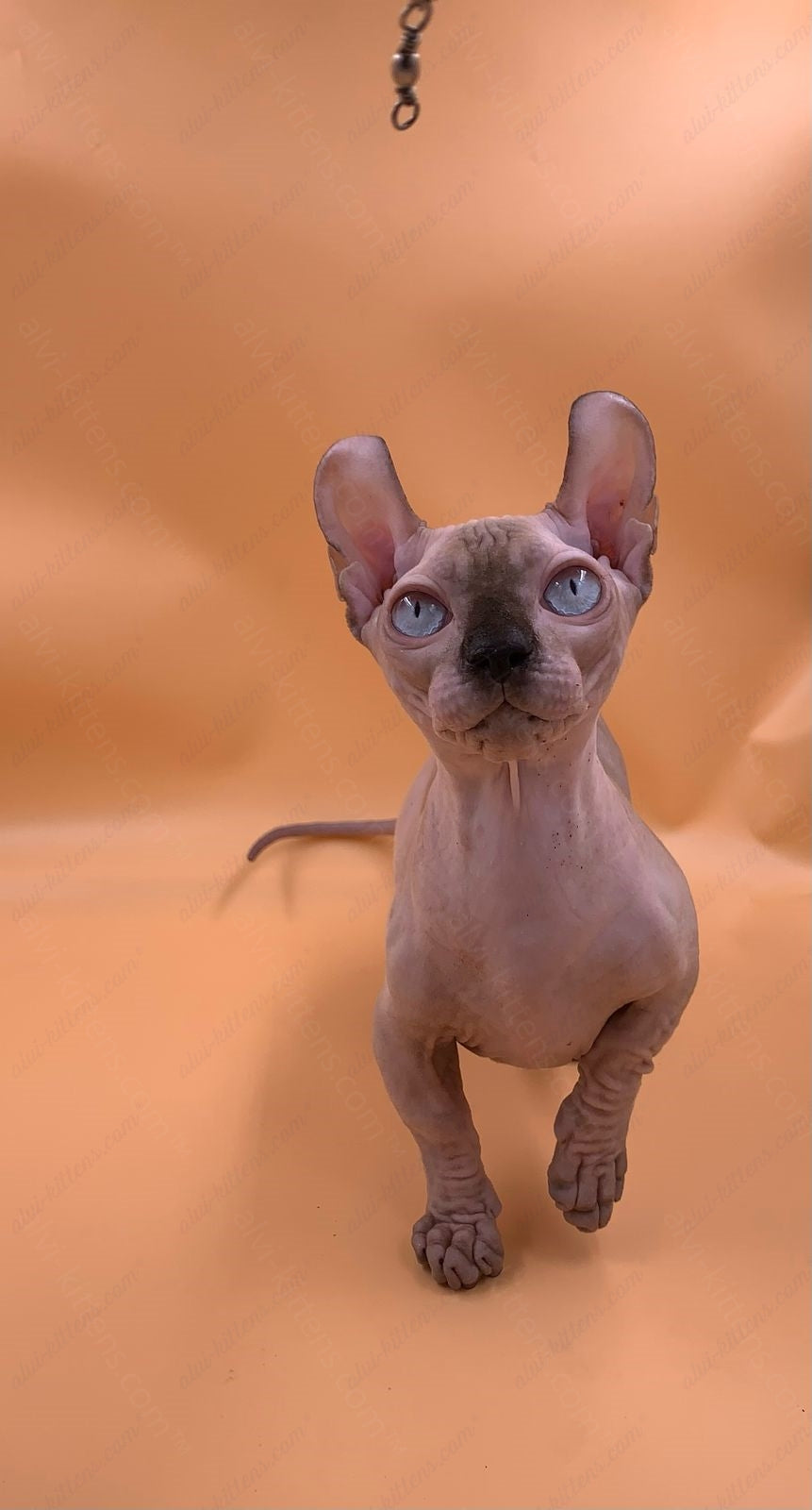 Dwelf Kitten Name "Dm-004"
