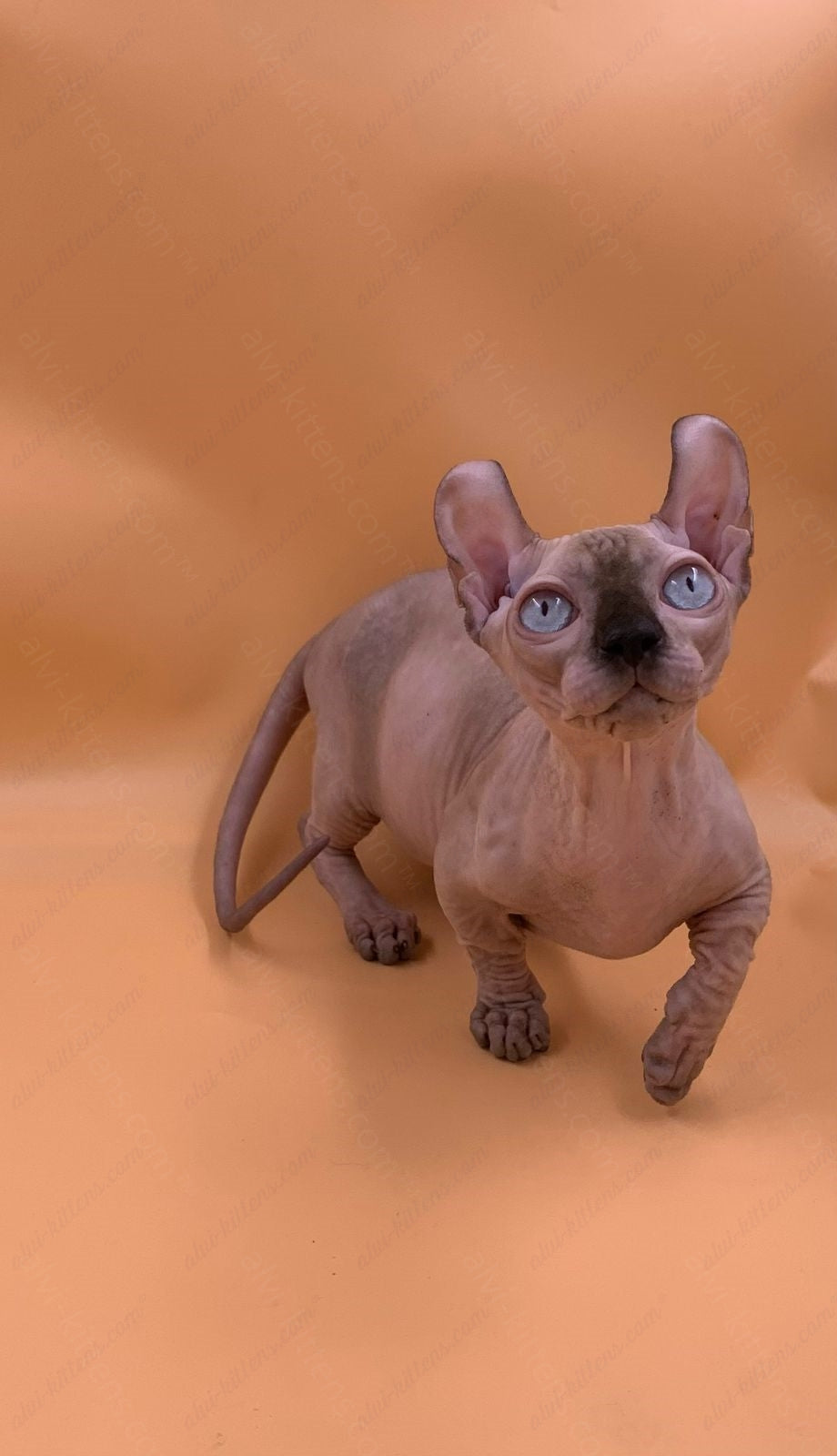 Dwelf Kitten Name "Dm-004"
