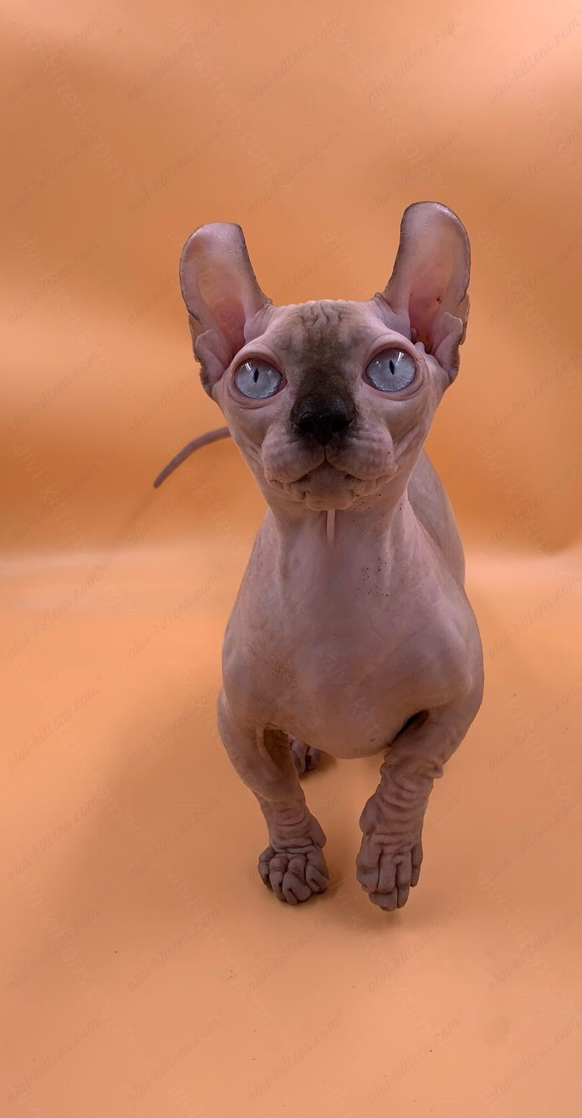 Dwelf Kitten Name "Dm-004"