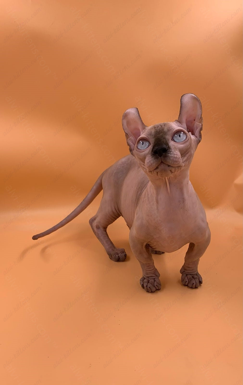 Dwelf Kitten Name "Dm-004"