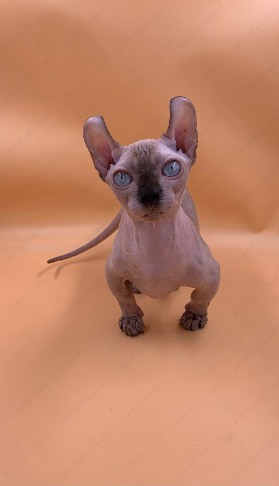 Dwelf Kitten Name "Dm-004"