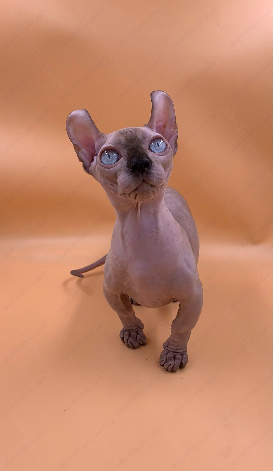 Dwelf Kitten Name "Dm-004"