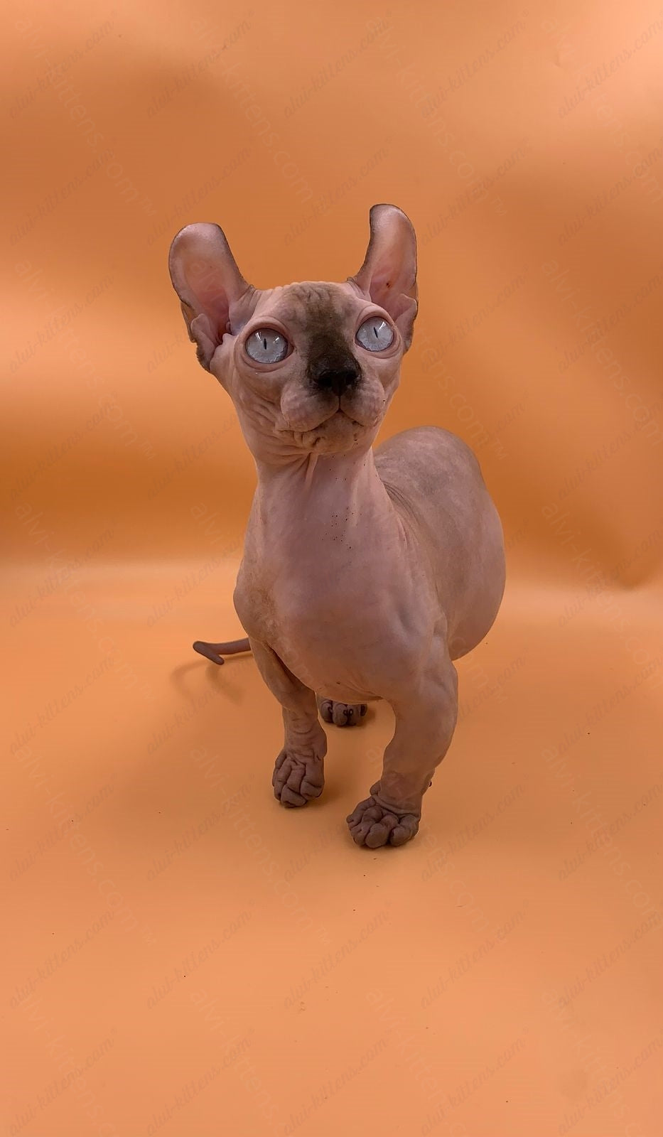 Dwelf Kitten Name "Dm-004"