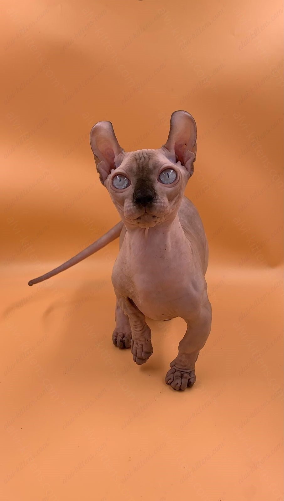 Dwelf Kitten Name "Dm-004"