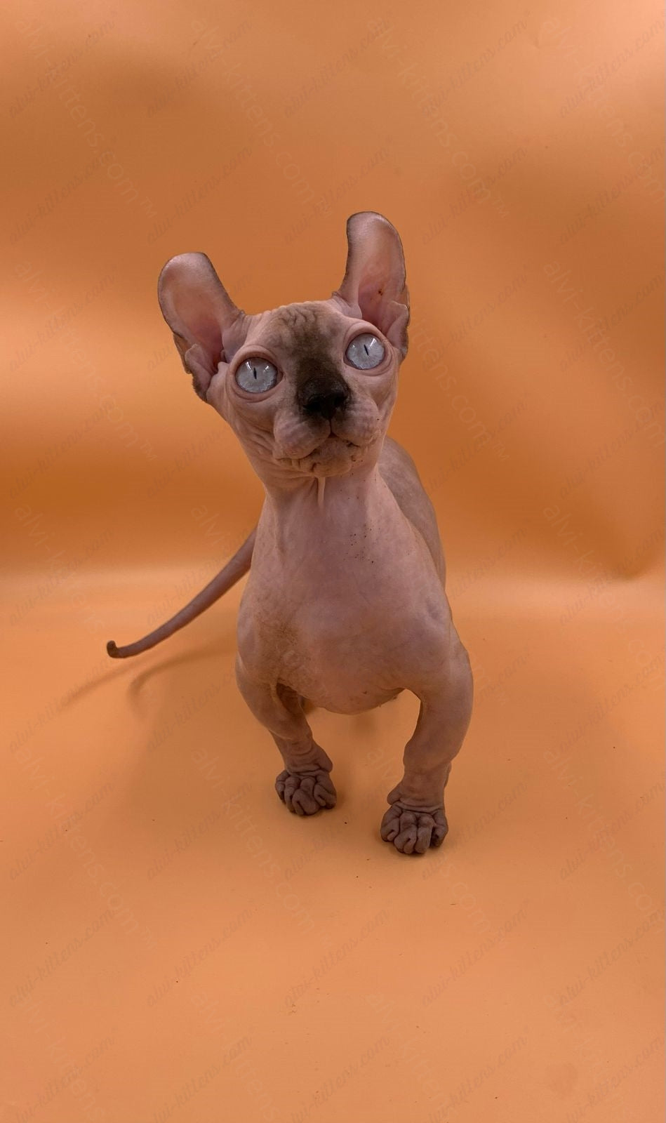 Dwelf Kitten Name "Dm-004"