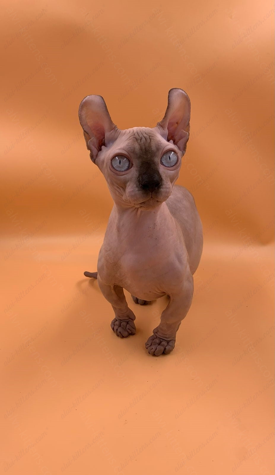 Dwelf Kitten Name "Dm-004"