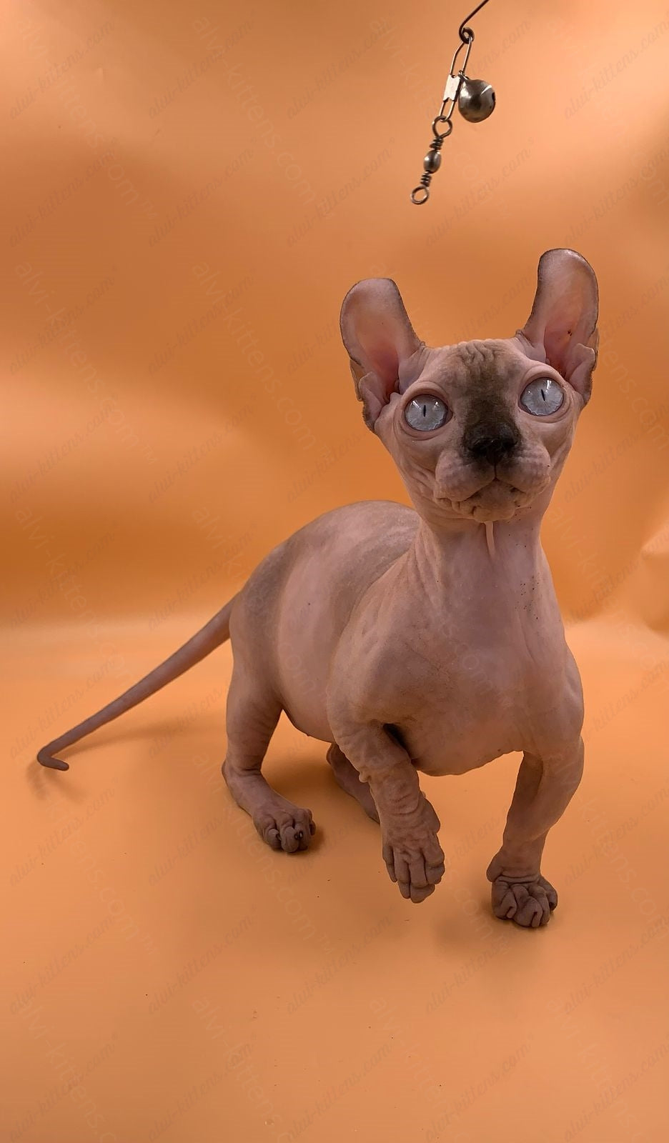 Dwelf Kitten Name "Dm-004"
