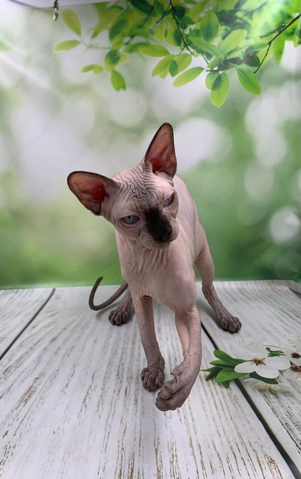Canadian Sphynx Kitten "Egor"