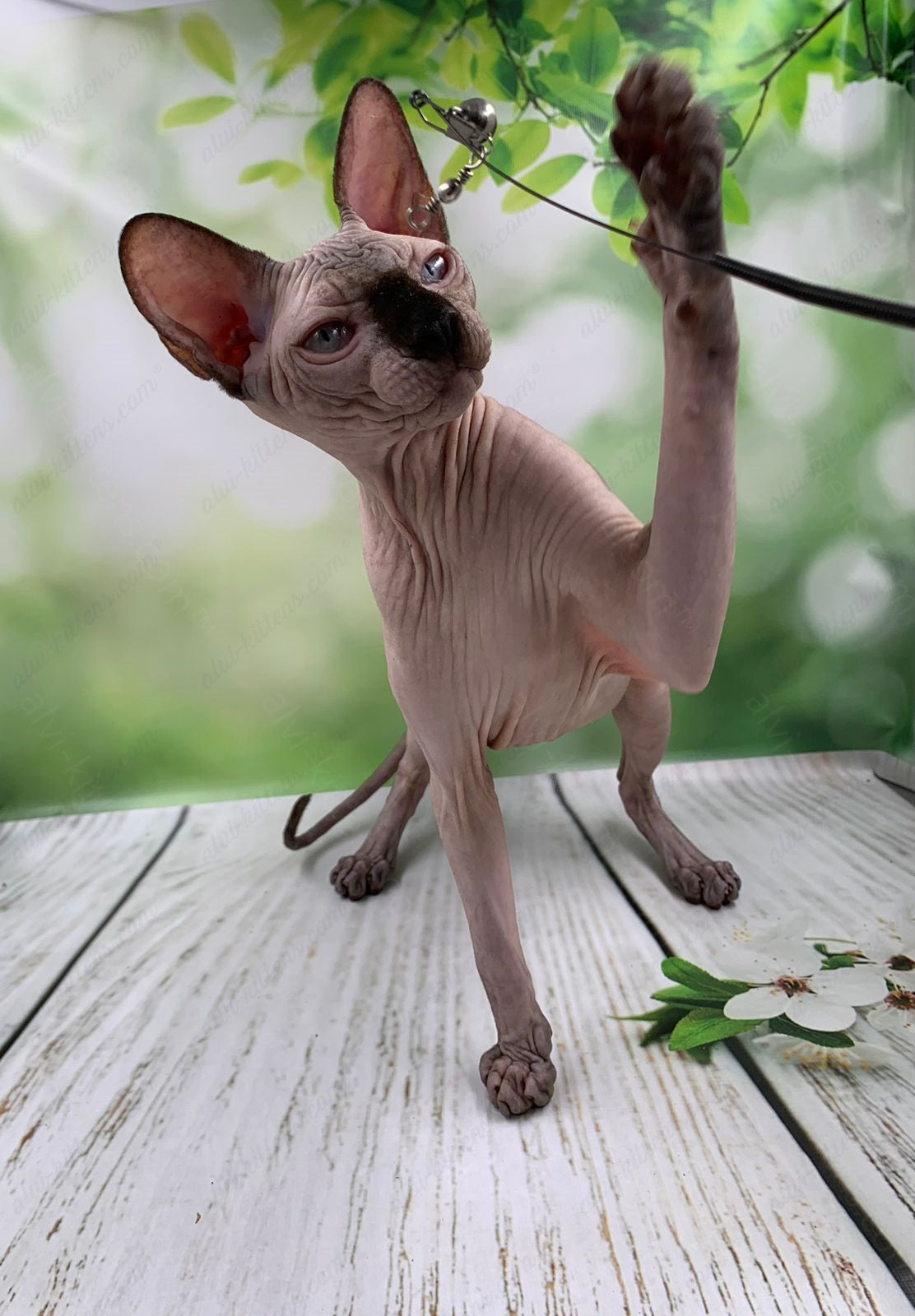 Canadian Sphynx Kitten "Egor"