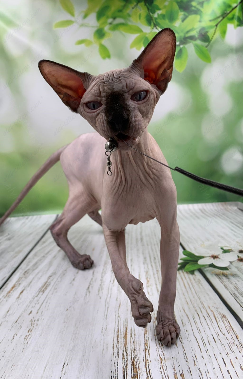 Canadian Sphynx Kitten "Egor"