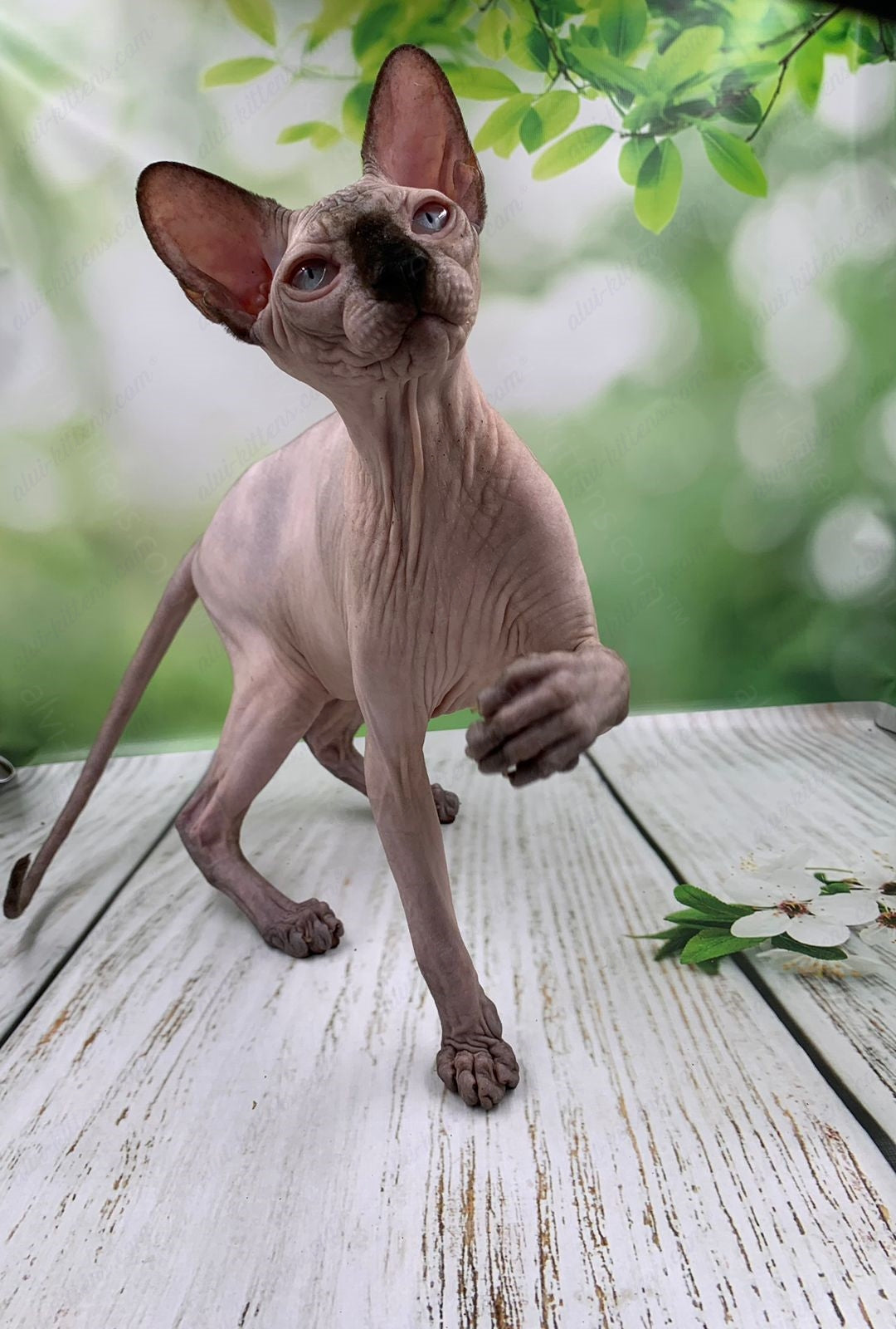 Canadian Sphynx Kitten "Egor"