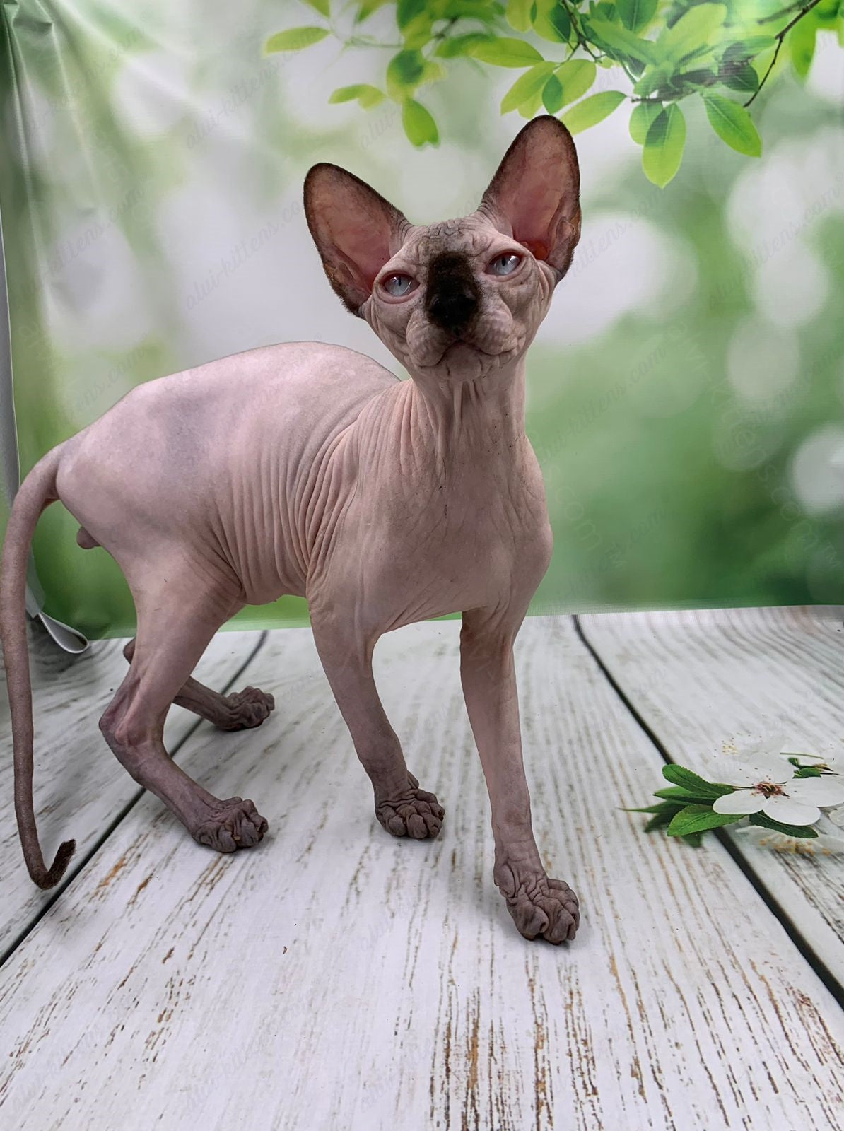 Canadian Sphynx Kitten "Egor"