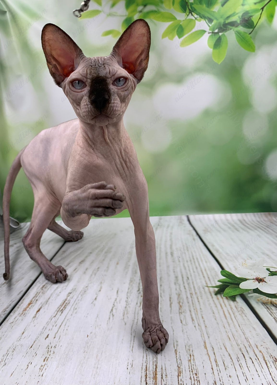 Canadian Sphynx Kitten "Egor"