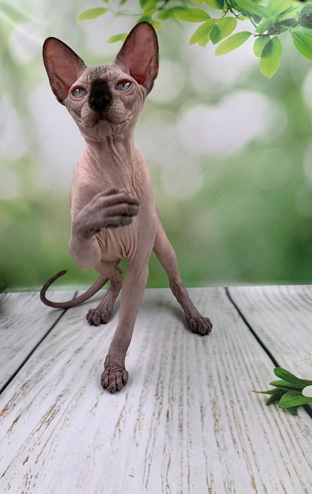 Canadian Sphynx Kitten "Egor"