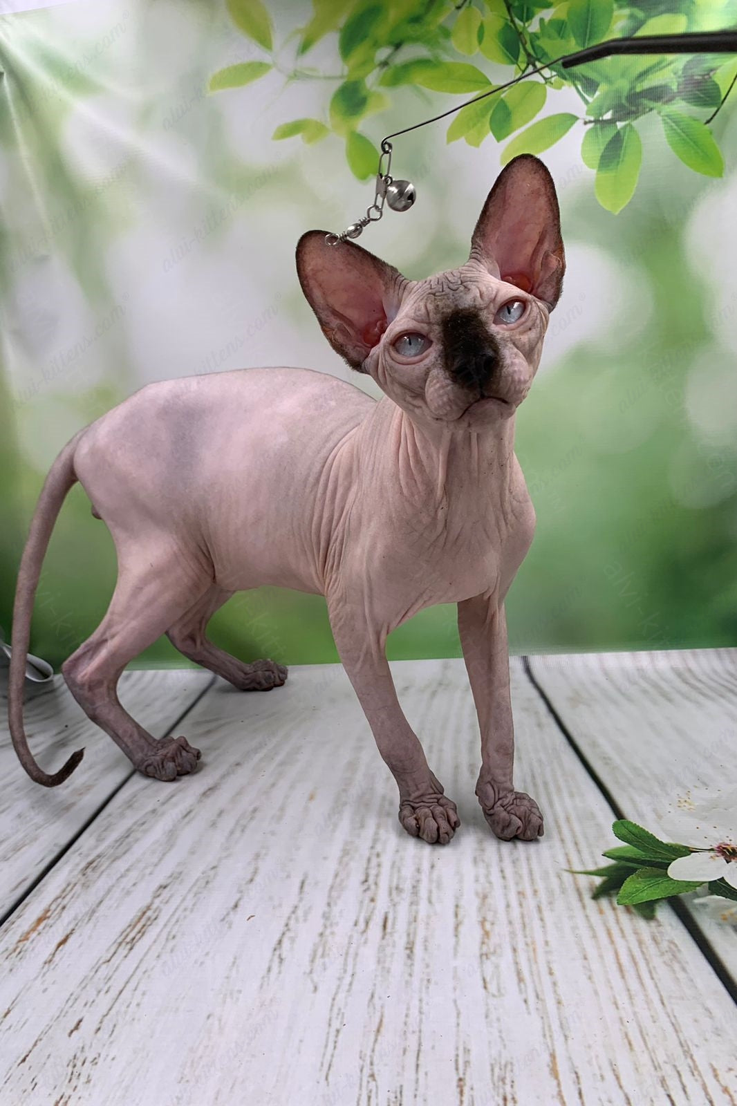 Canadian Sphynx Kitten "Egor"