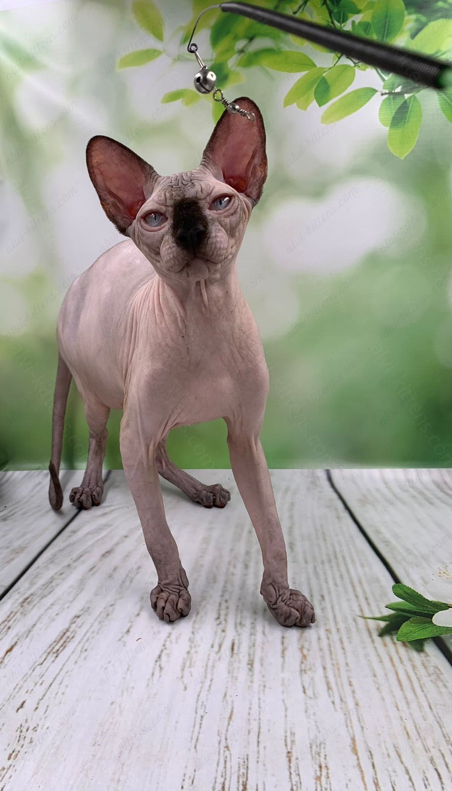 Canadian Sphynx Kitten "Egor"