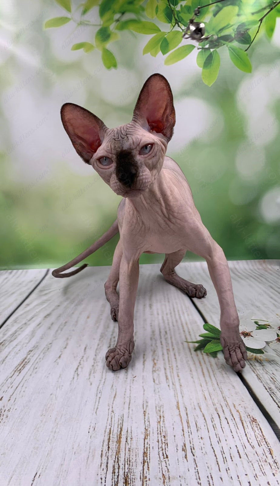 Canadian Sphynx Kitten "Egor"