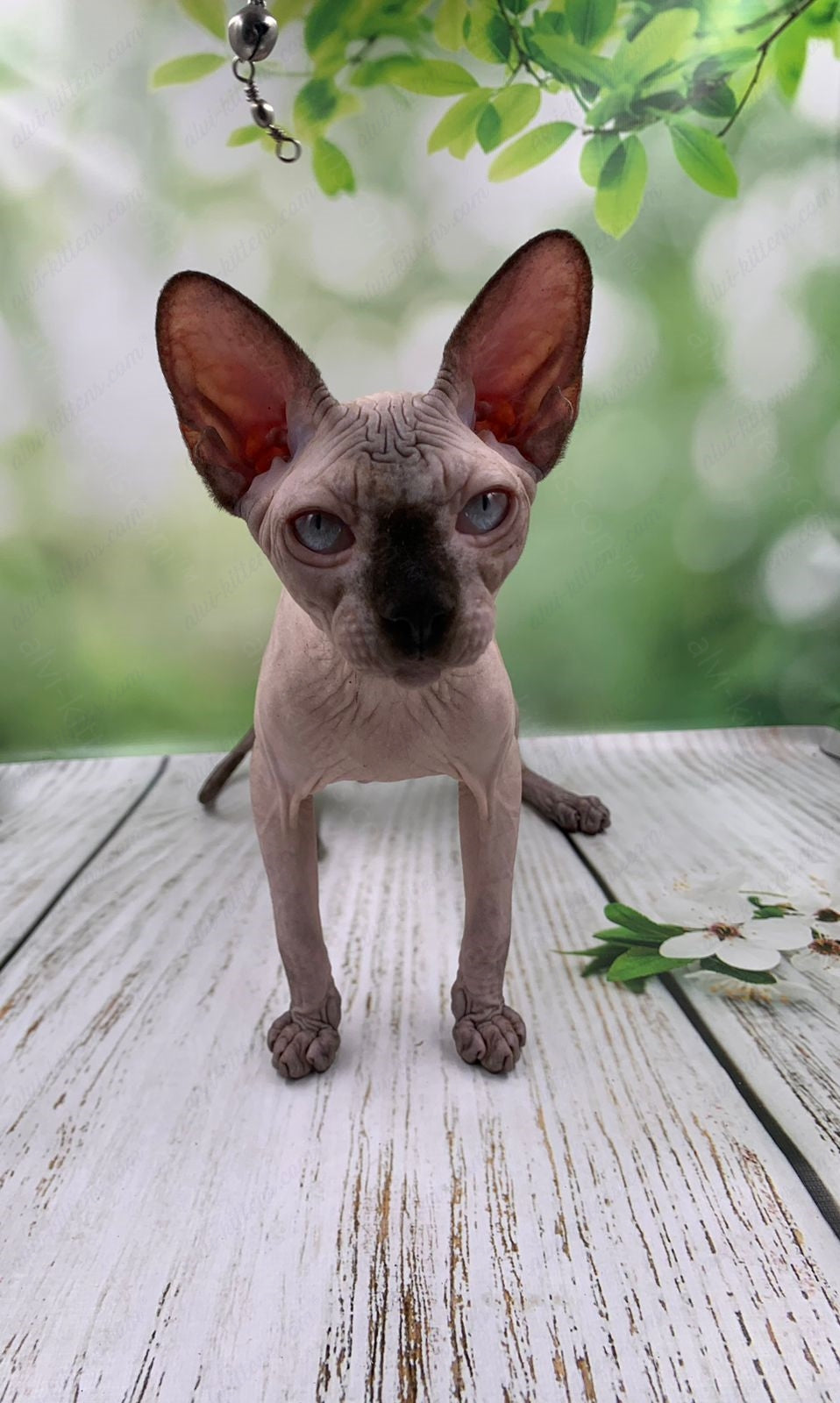 Canadian Sphynx Kitten "Egor"