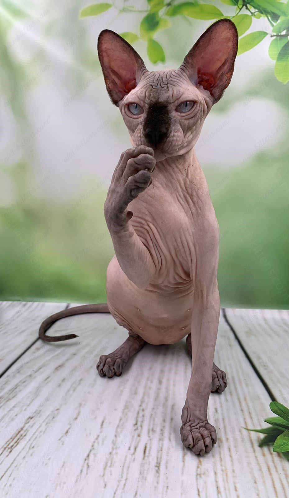Canadian Sphynx Kitten "Egor"