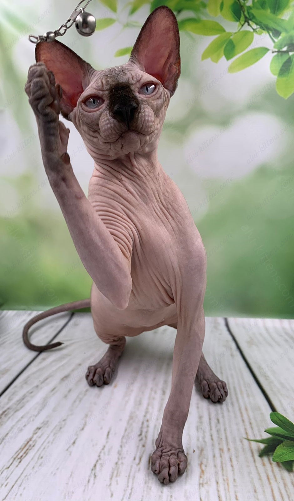 Canadian Sphynx Kitten "Egor"