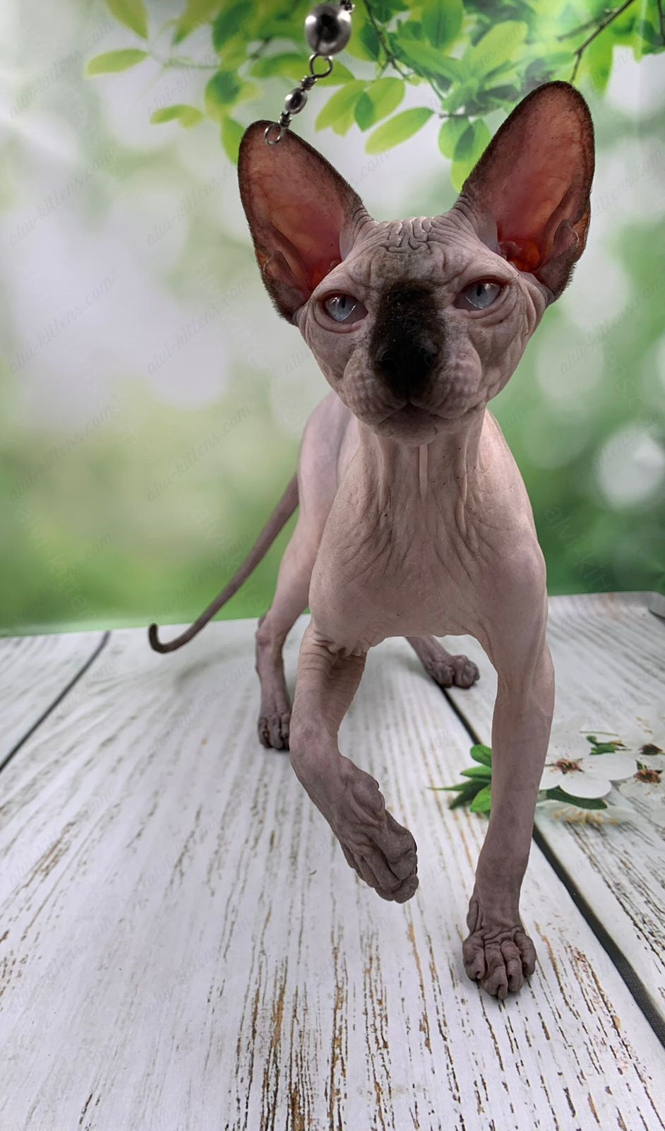 Canadian Sphynx Kitten "Egor"