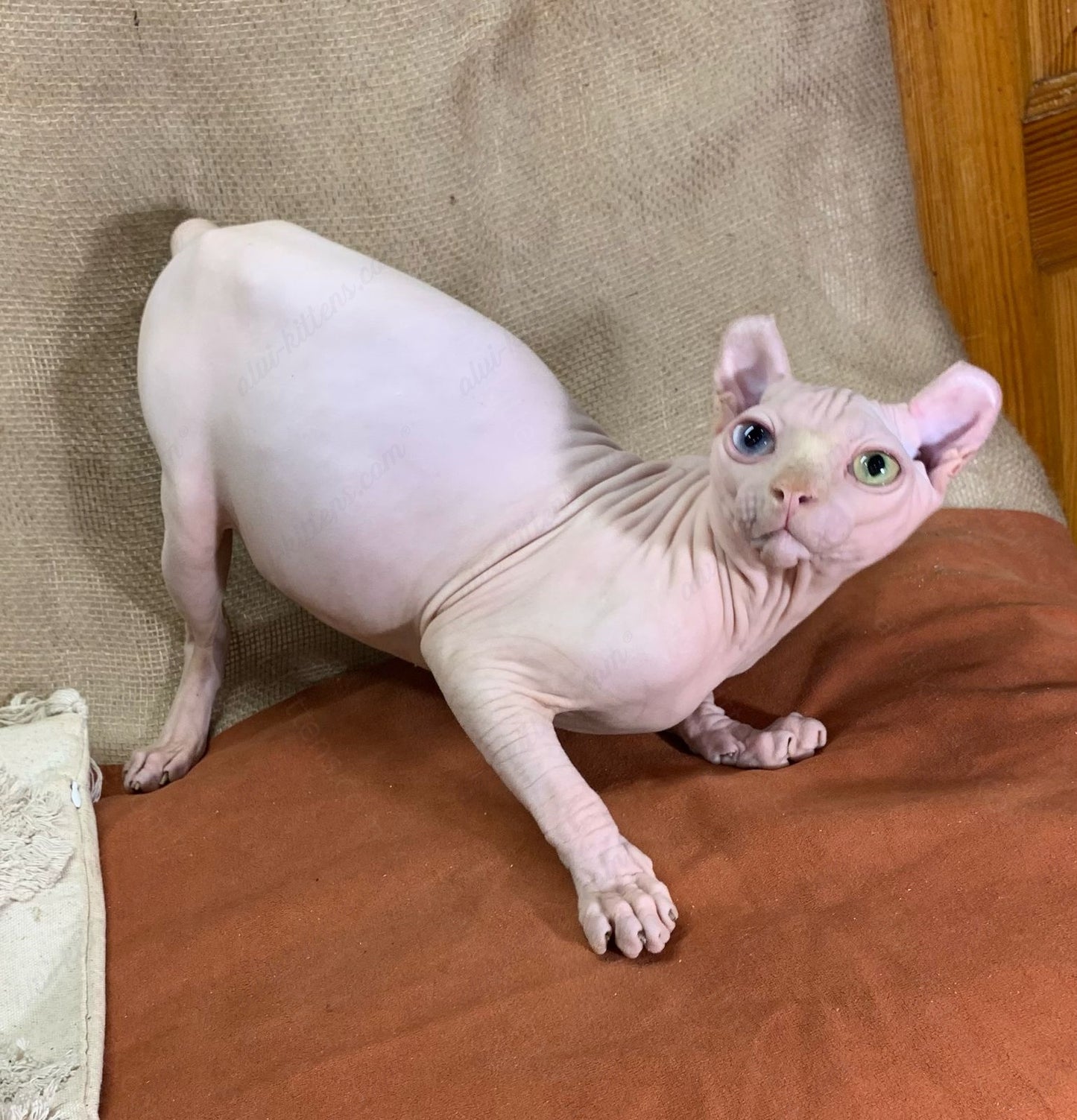 Elf kitten name "Max" Odd-eyed