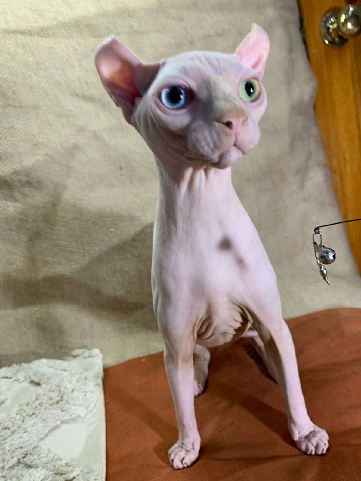 Elf kitten name "Max" Odd-eyed