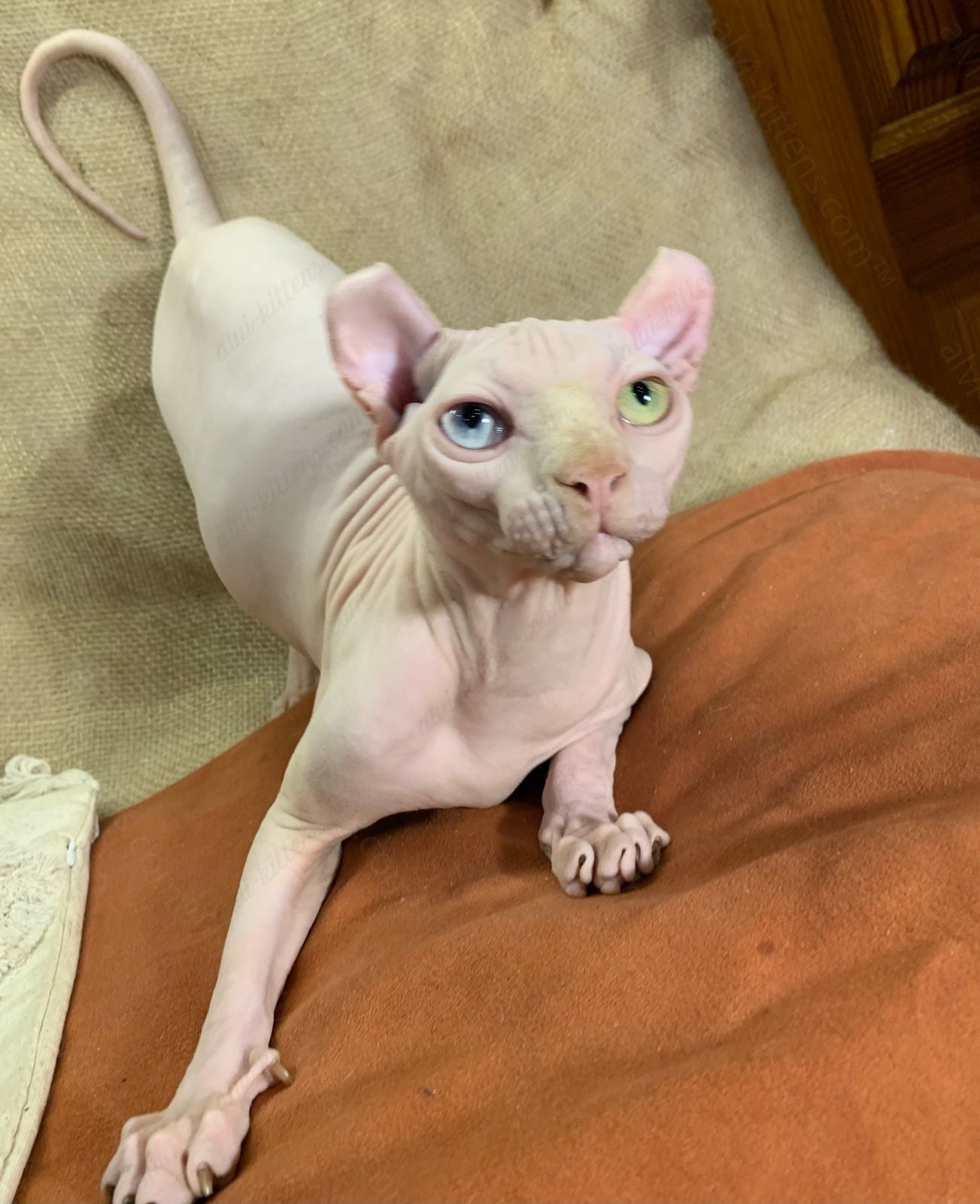 Elf kitten name "Max" Odd-eyed