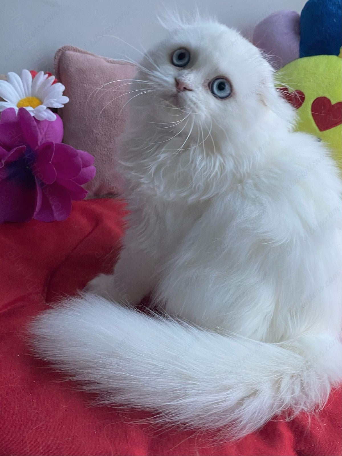 scottish longhair kitten name "Kasper"