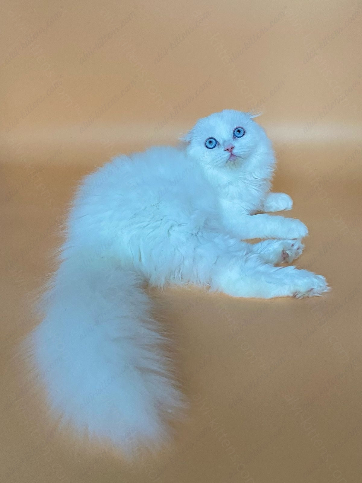 scottish longhair kitten name "Kasper"